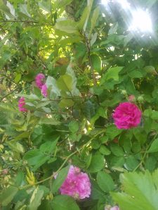 Rosier grimpant rose